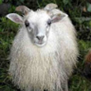 Meet your Posher, Steff